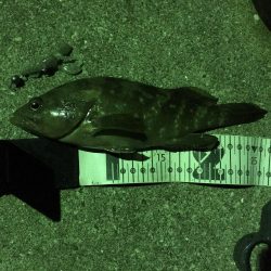 五島でロックフィッシュのライド オン パレード！